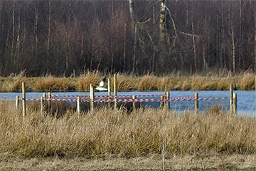 Projekt grågås i Stureholm, foto Karl-Erik Söderqvist
